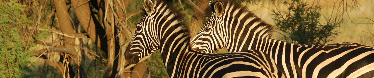 Lost City & Madikwe Luxury Safari